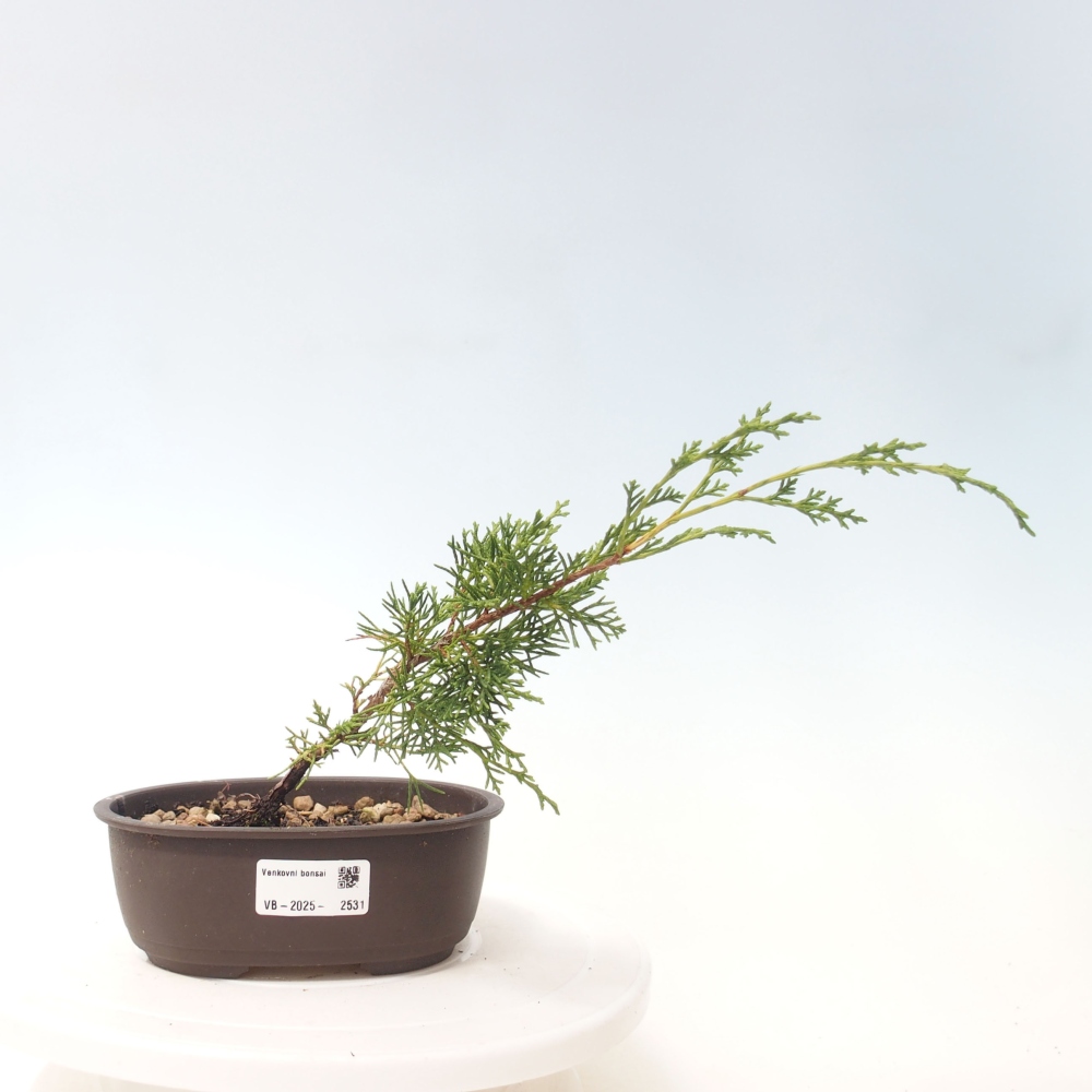 Bonsai voor buiten - Juniperus chinensis Itoigawa