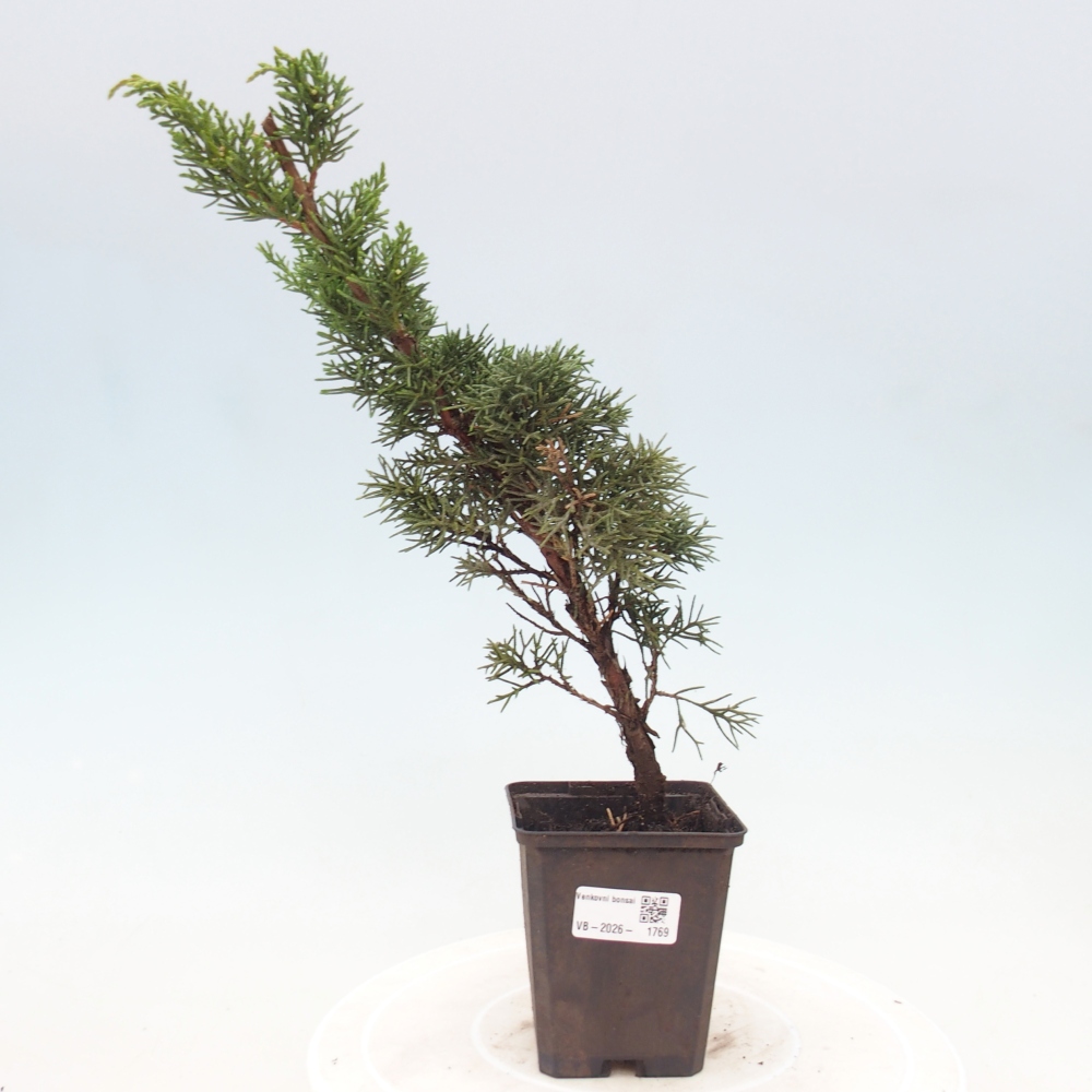 Bonsai voor buiten - Juniperus chinensis Kishu