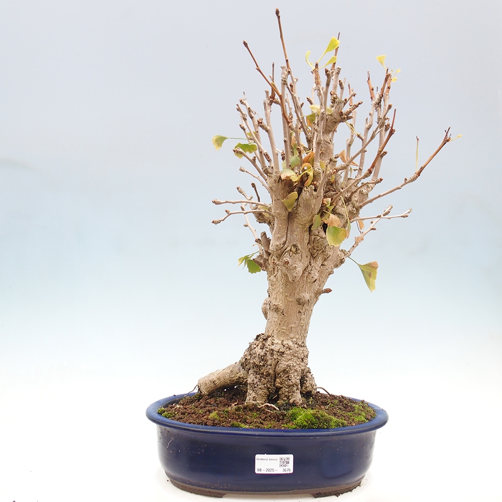 Bonsai voor buiten - Ginkgo biloba