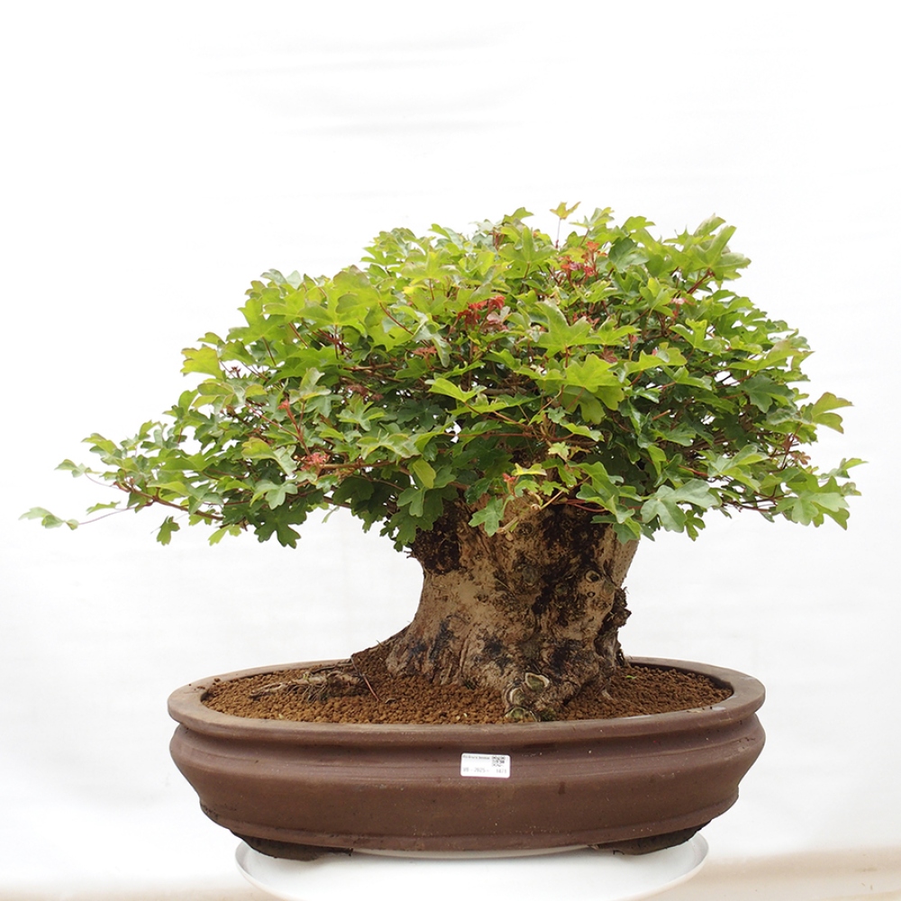 Bonsai voor buiten - Acer Campestre - Esdoorn babyka