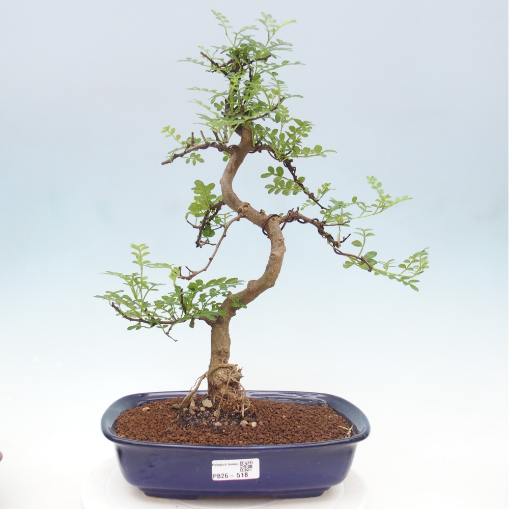 Kamerbonsai - Zantoxylum piperitum - peperboom