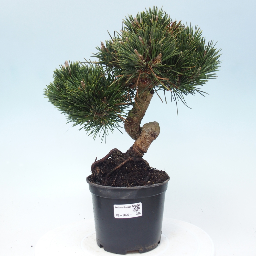 Bonsai voor buiten - Pinus thunbergii senjyumaru - Thunberg den