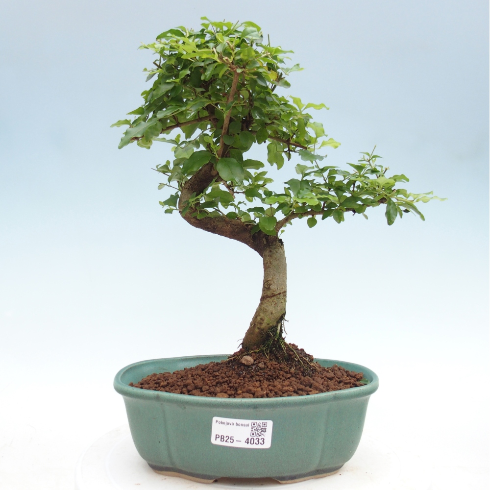 Kamerbonsai -Ligustrum chinensis - Vogelsnavel