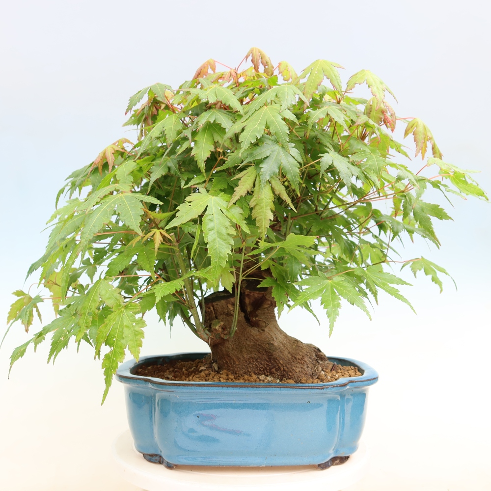 Bonsai voor buiten - Esdoorn Burger - Acer Burgerianum