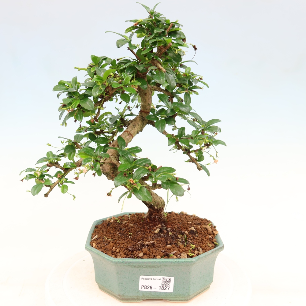 Kamerbonsai - Carmona macrophylla - Thee fuki