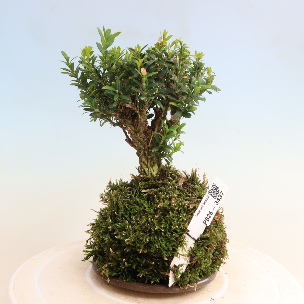 Kokedama met schaal - Buxus harlandii - kurkbuksus  