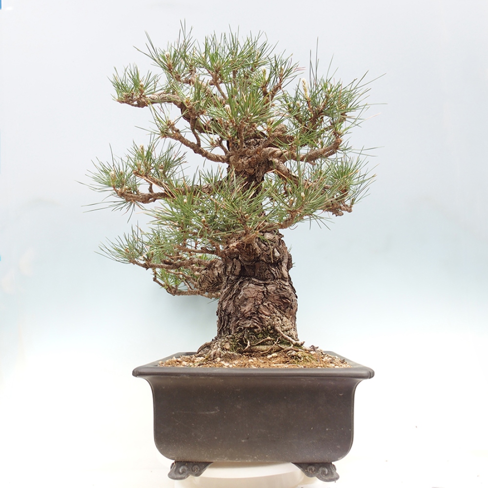 Bonsai voor buiten - Pinus thunbergii - Thunberg den