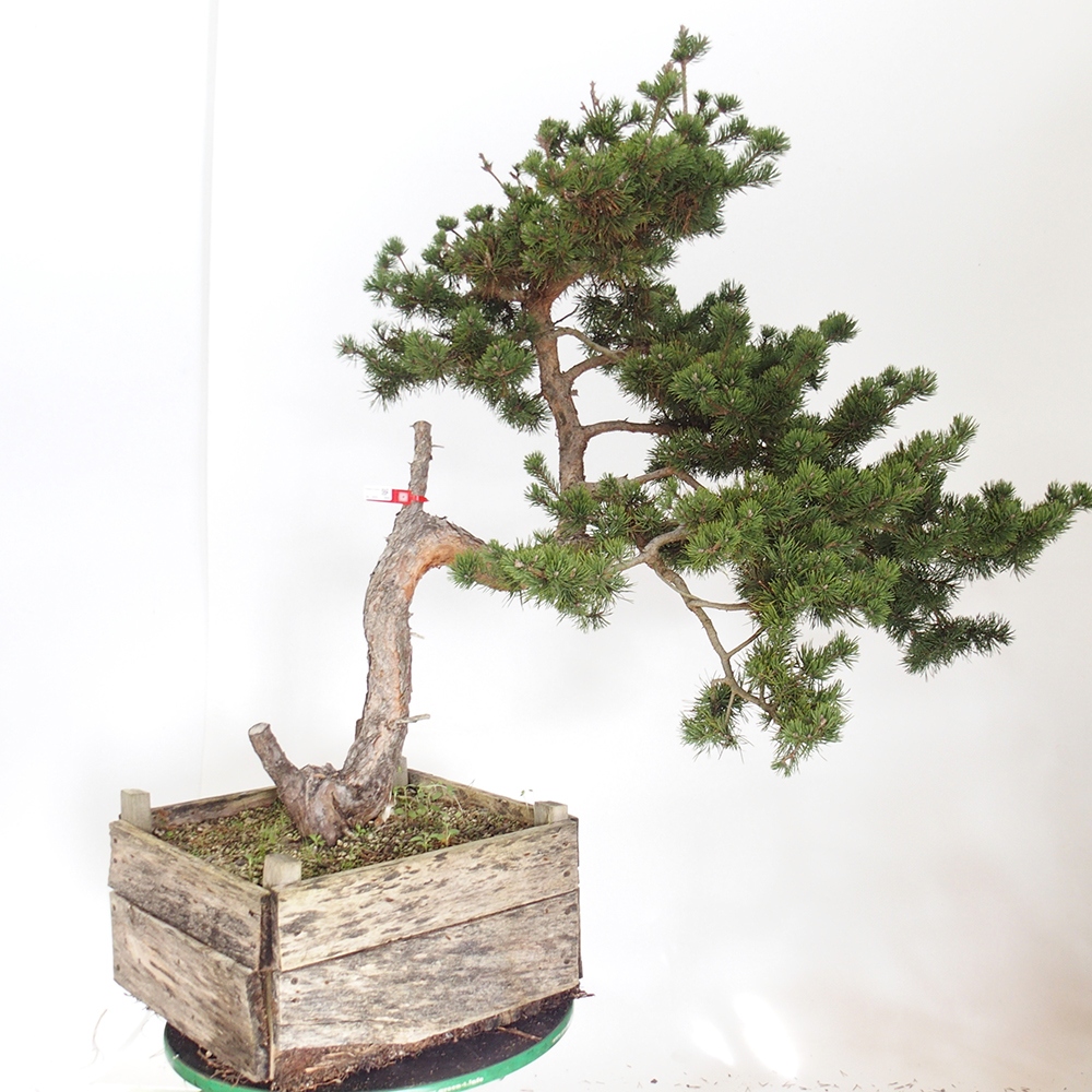 Yamadori - Pinus sylvestris Spanje