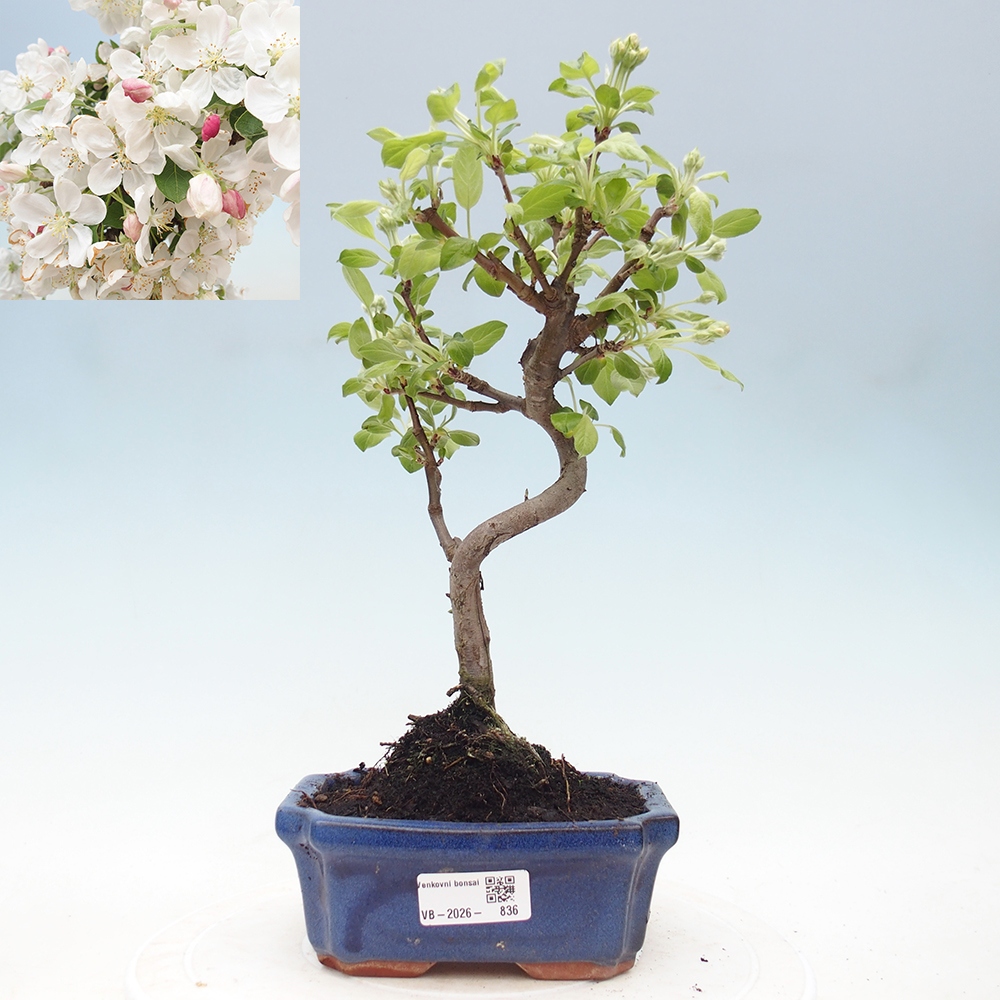 Bonsai voor buiten -Malus halliana - Appelboom met kleine vruchten