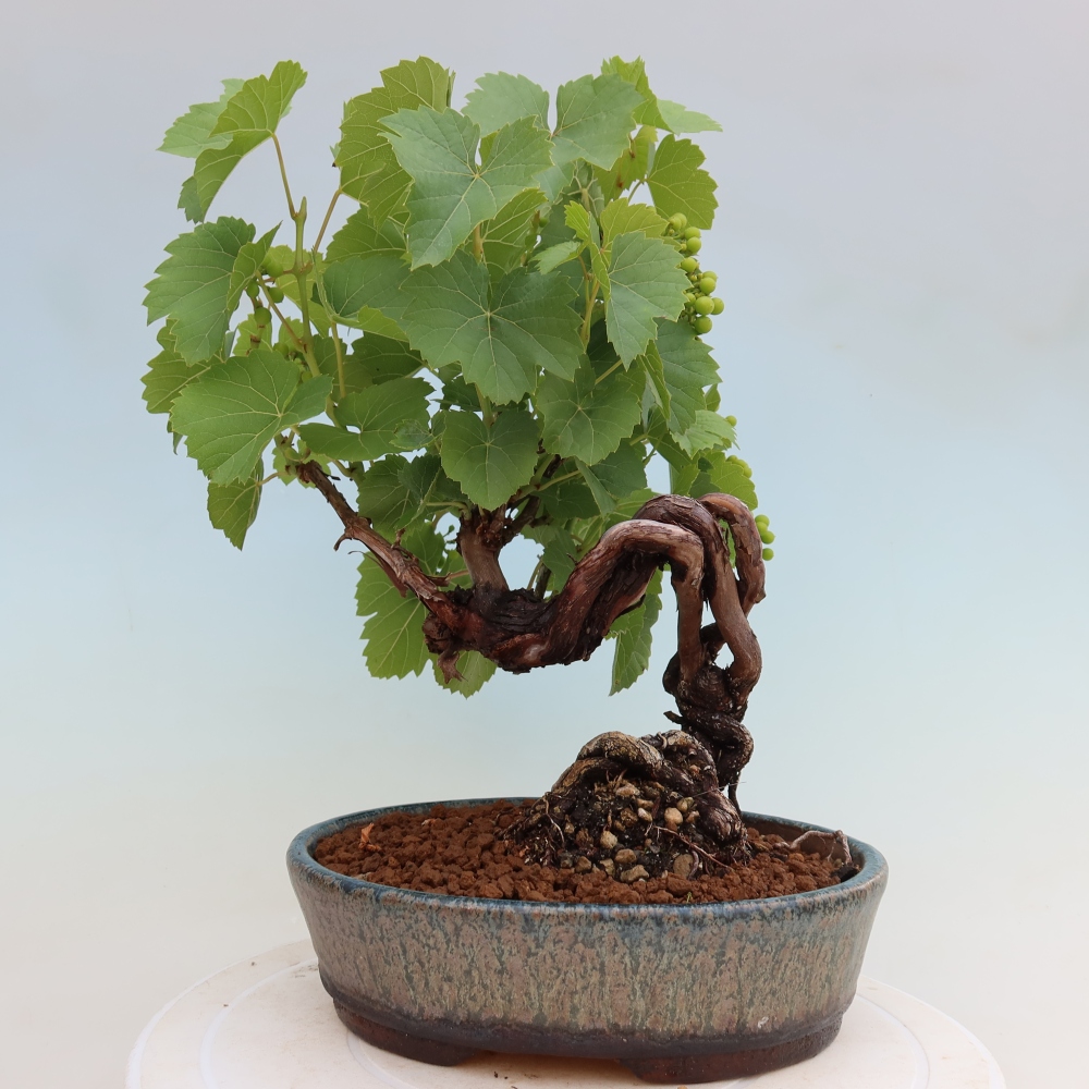 Buitenbonsai - Wijnstok - Vitis vinifera 