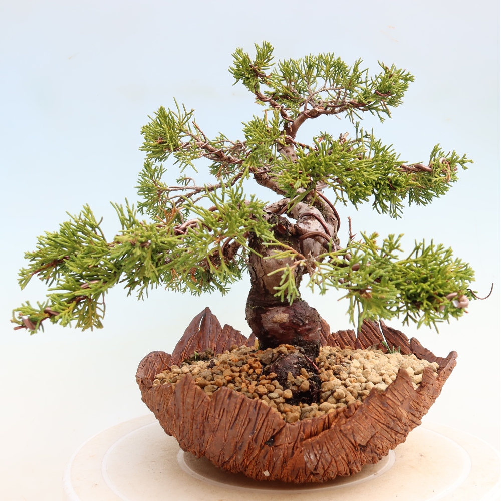 Bonsai voor buiten - Juniperus chinensis Itoigawa-Juniperus chinensis
