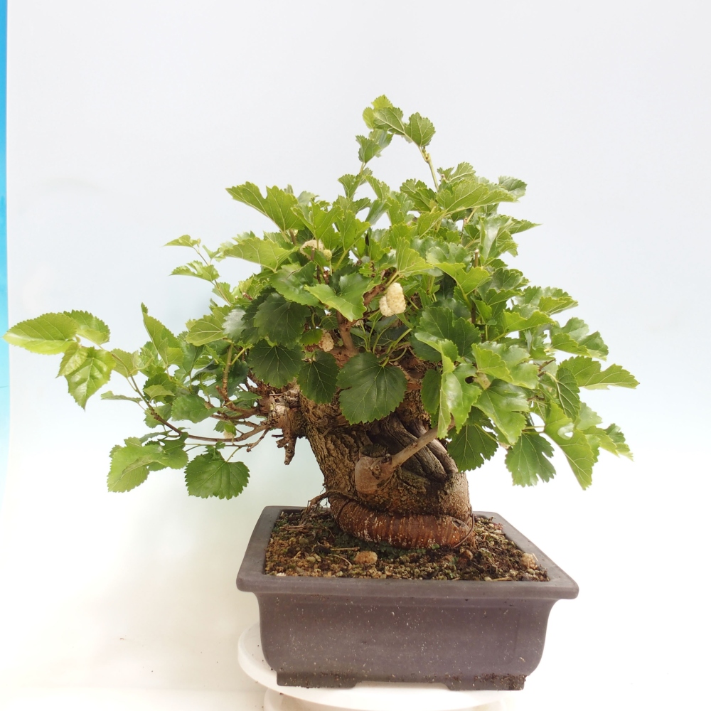 Bonsai voor buiten -Morus alba - moerbei