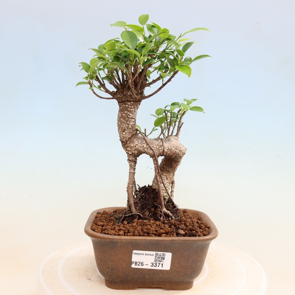Kamerbonsai - Ficus kimmen - kleinbladige ficus