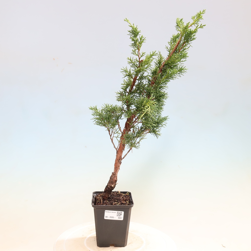 Bonsai voor buiten - Juniperus chinensis Kishu