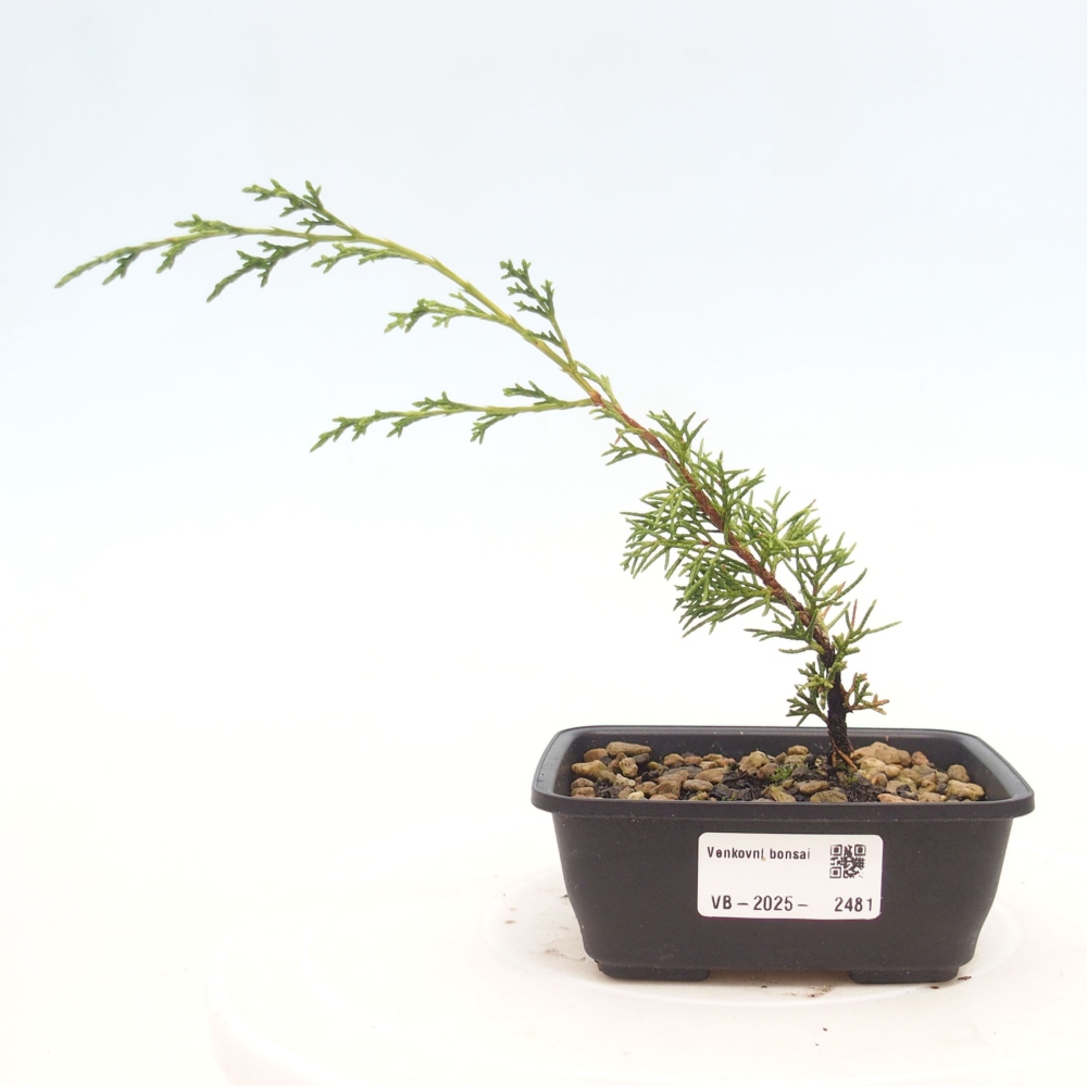 Bonsai voor buiten - Juniperus chinensis Itoigawa
