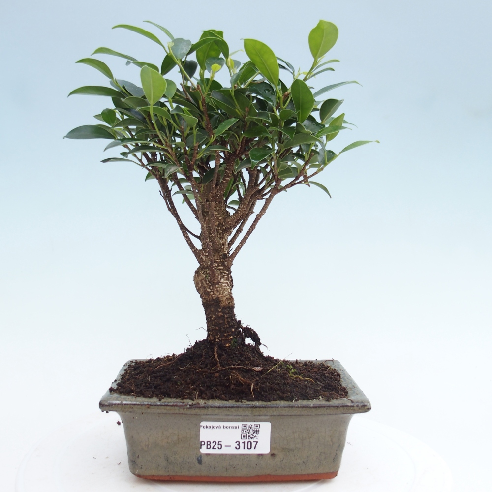 Kamerbonsai - Ficus retusa - kleinbladige ficus