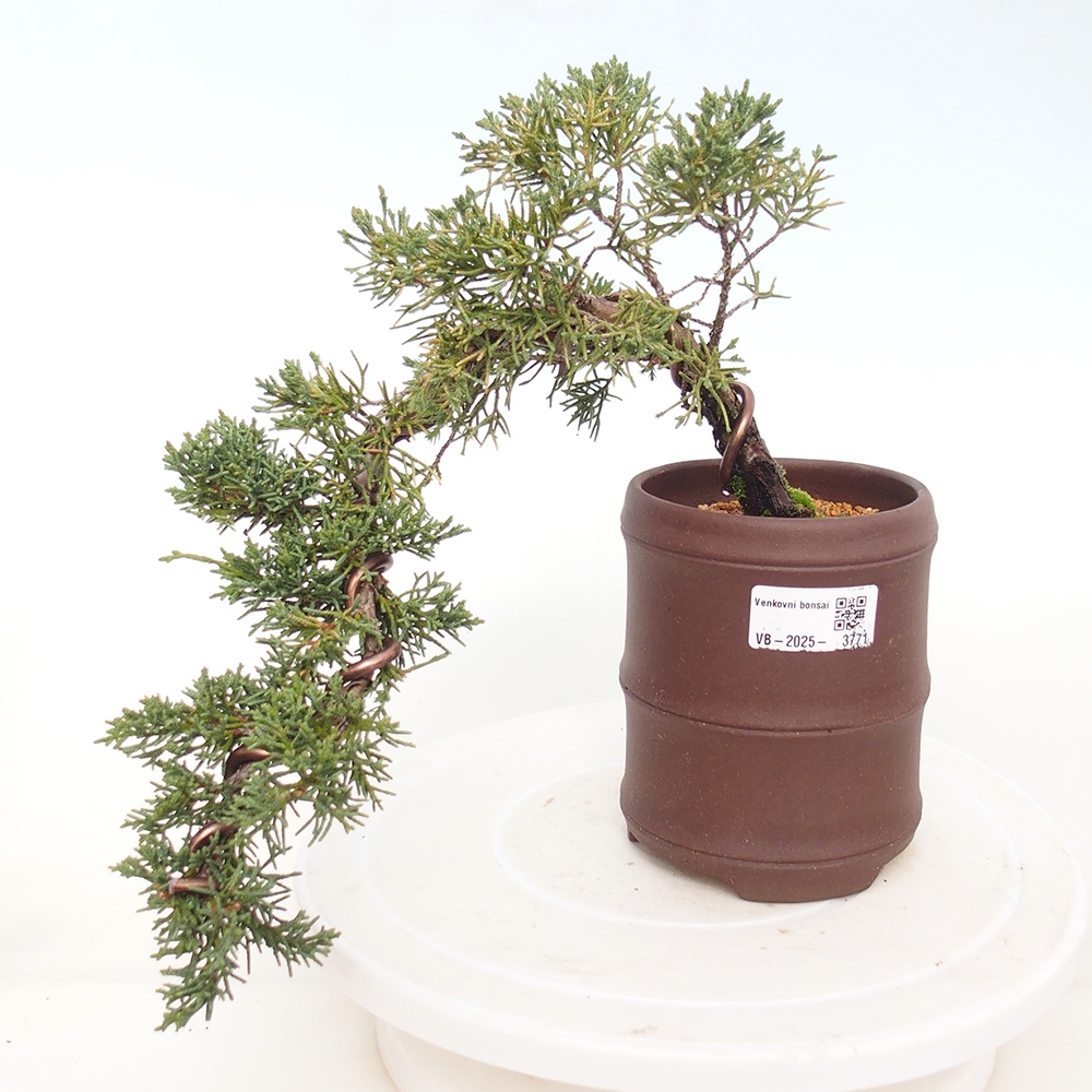 Bonsai voor buiten - Juniperus chinensis Kishu
