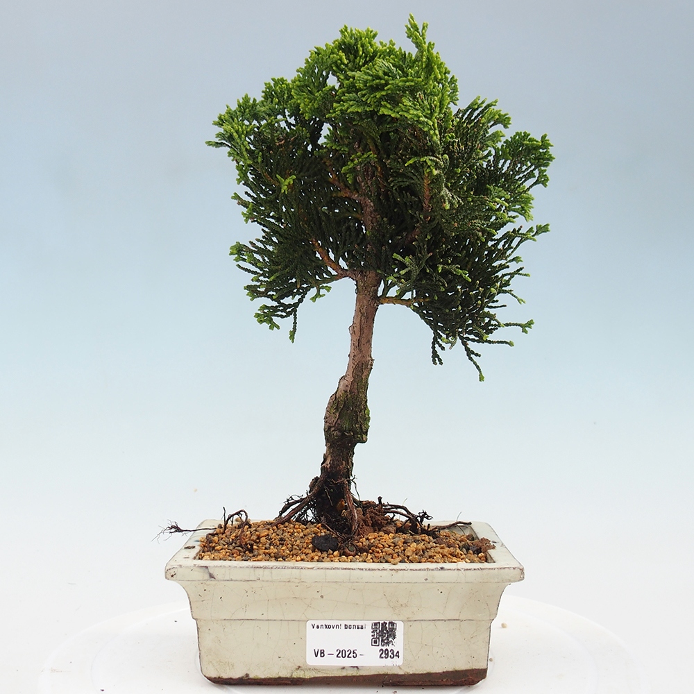 Bonsai voor buiten - Cham.pis obtusa Nana Gracilis - Cipres