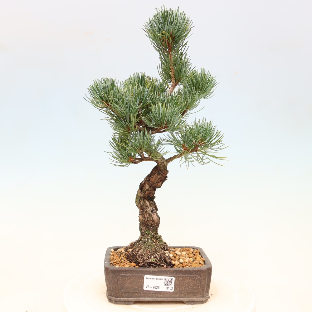 Bonsai voor buiten - Pinus parviflora - Pinus parviflora