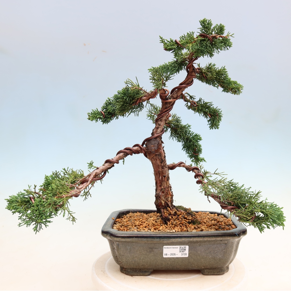 Bonsai voor buiten - Juniperus chinensis Kishu