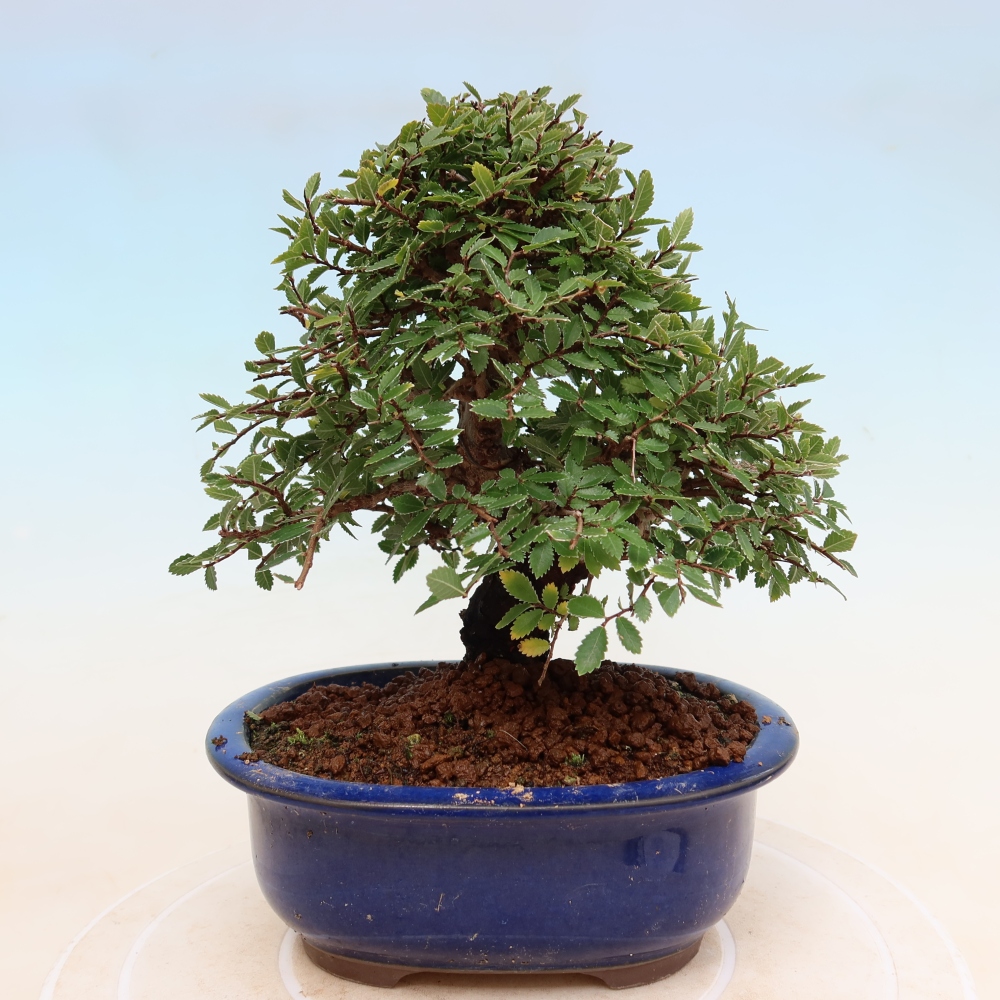 Bonsai voor buiten - Zelkova - Zelkova NIRE