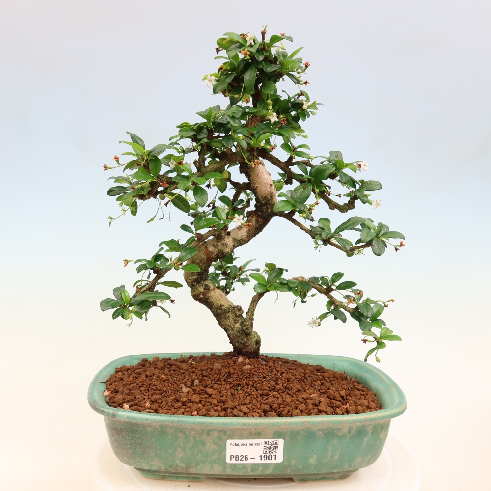 Kamerbonsai - Carmona macrophylla - Thee fuki