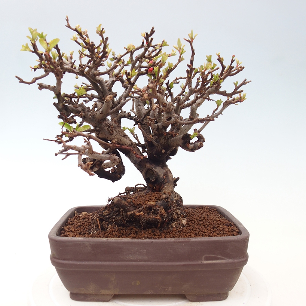 Bonsai voor buiten - Chaneomeles speciosa - Kweepeer