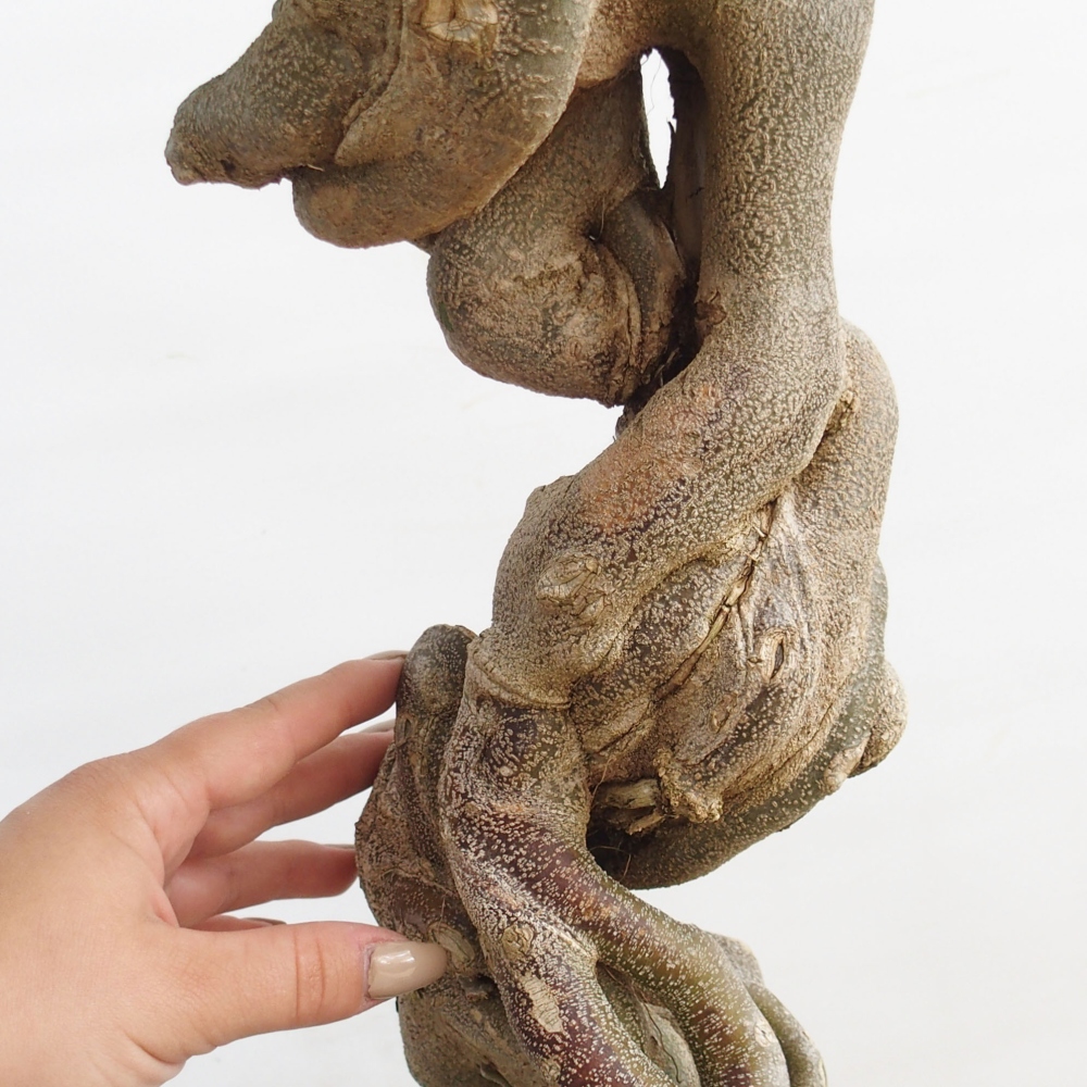 Bonsai voor buiten - Acer Buergerianum - Burgeresdoorn