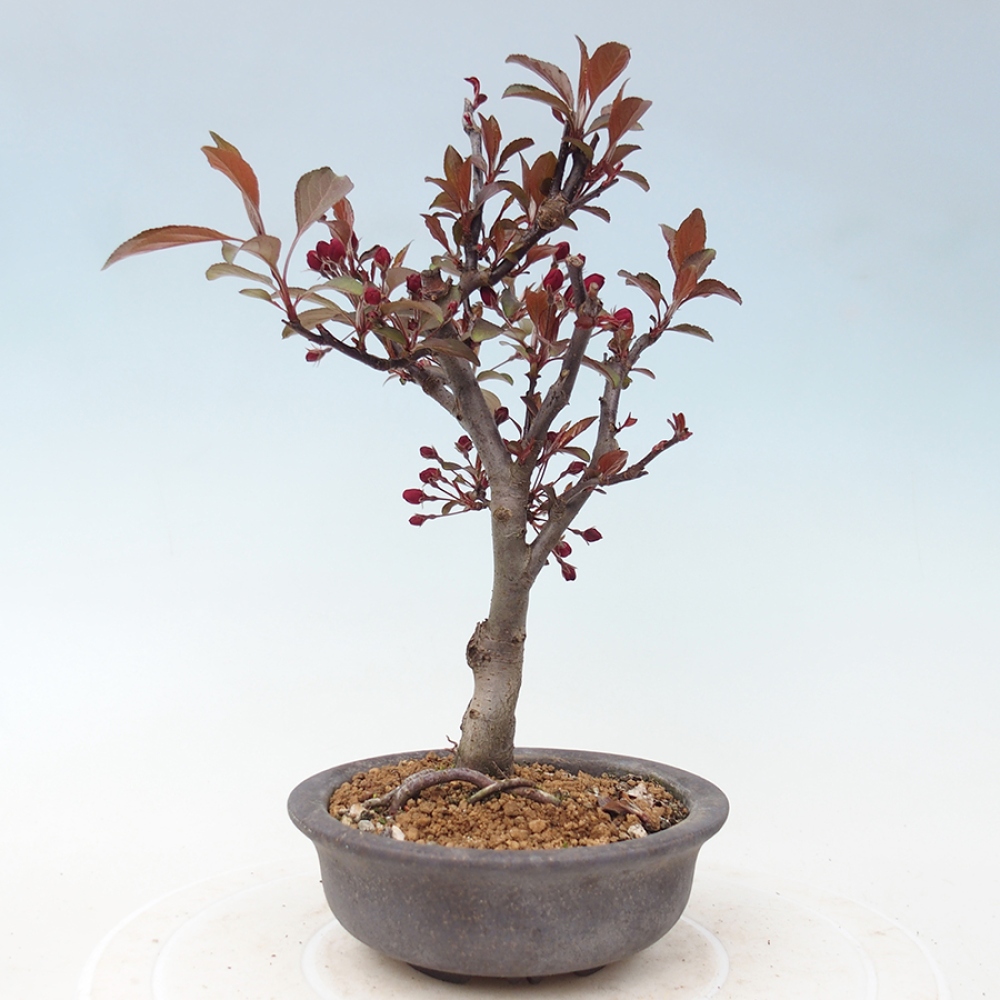 Bonsai voor buiten -Malus domestica - Roodbladige appelboom met kleine vruchten