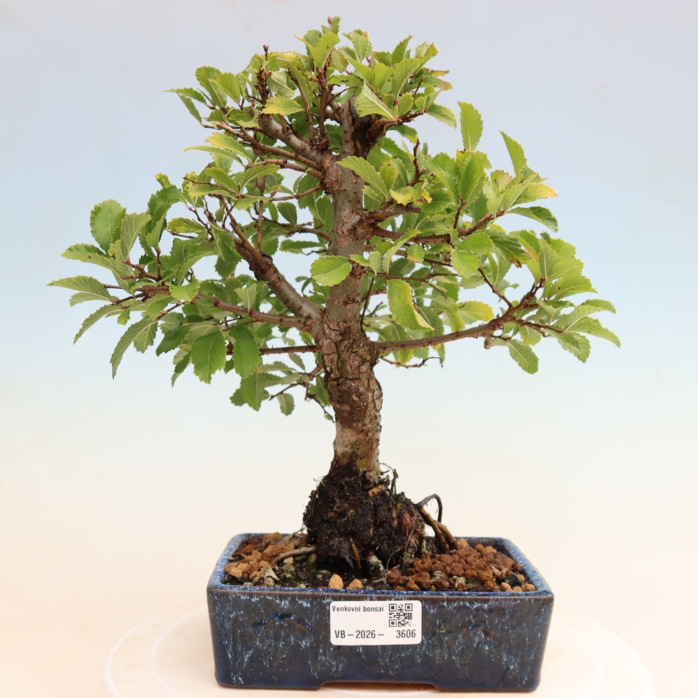 Bonsai voor buiten - Zelkova - Zelkova NIRE