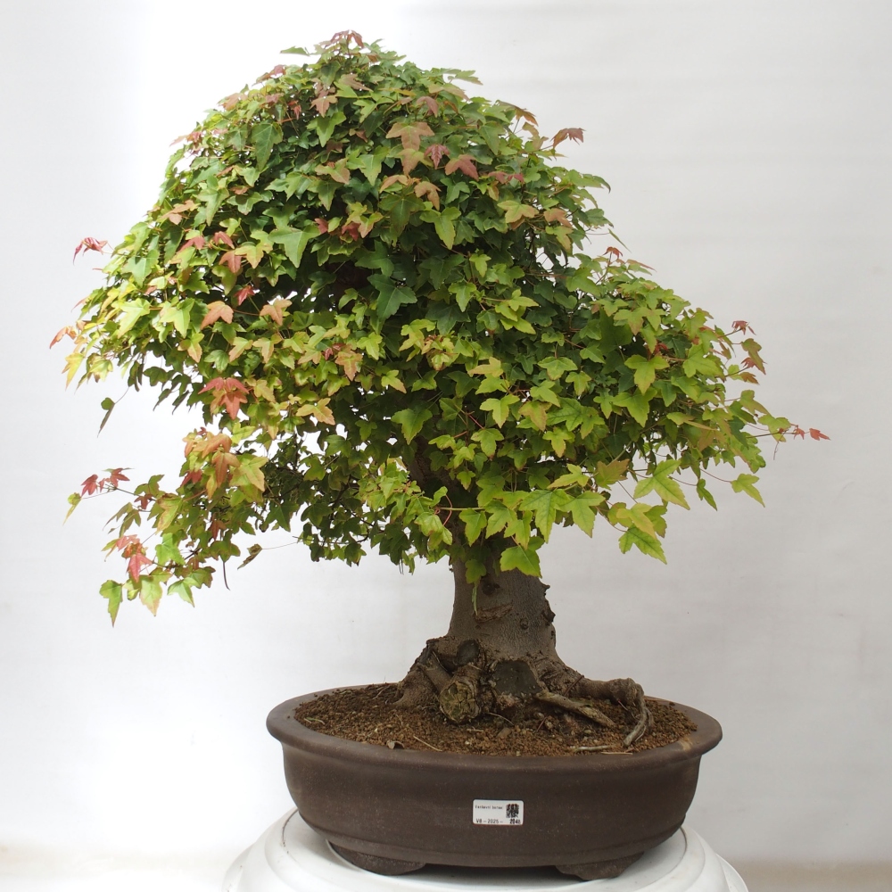 Bonsai voor buiten - Acer Buergerianum - Burgeresdoorn