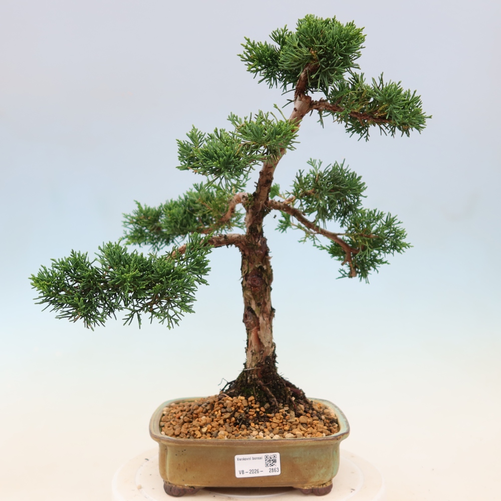 Bonsai voor buiten - Juniperus chinensis Kishu