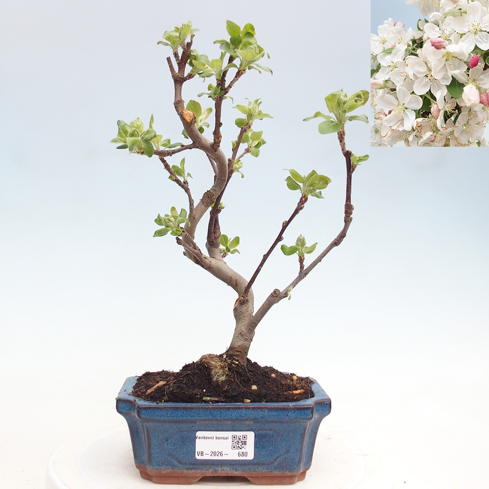 Bonsai voor buiten -Malus halliana - Appelboom met kleine vruchten