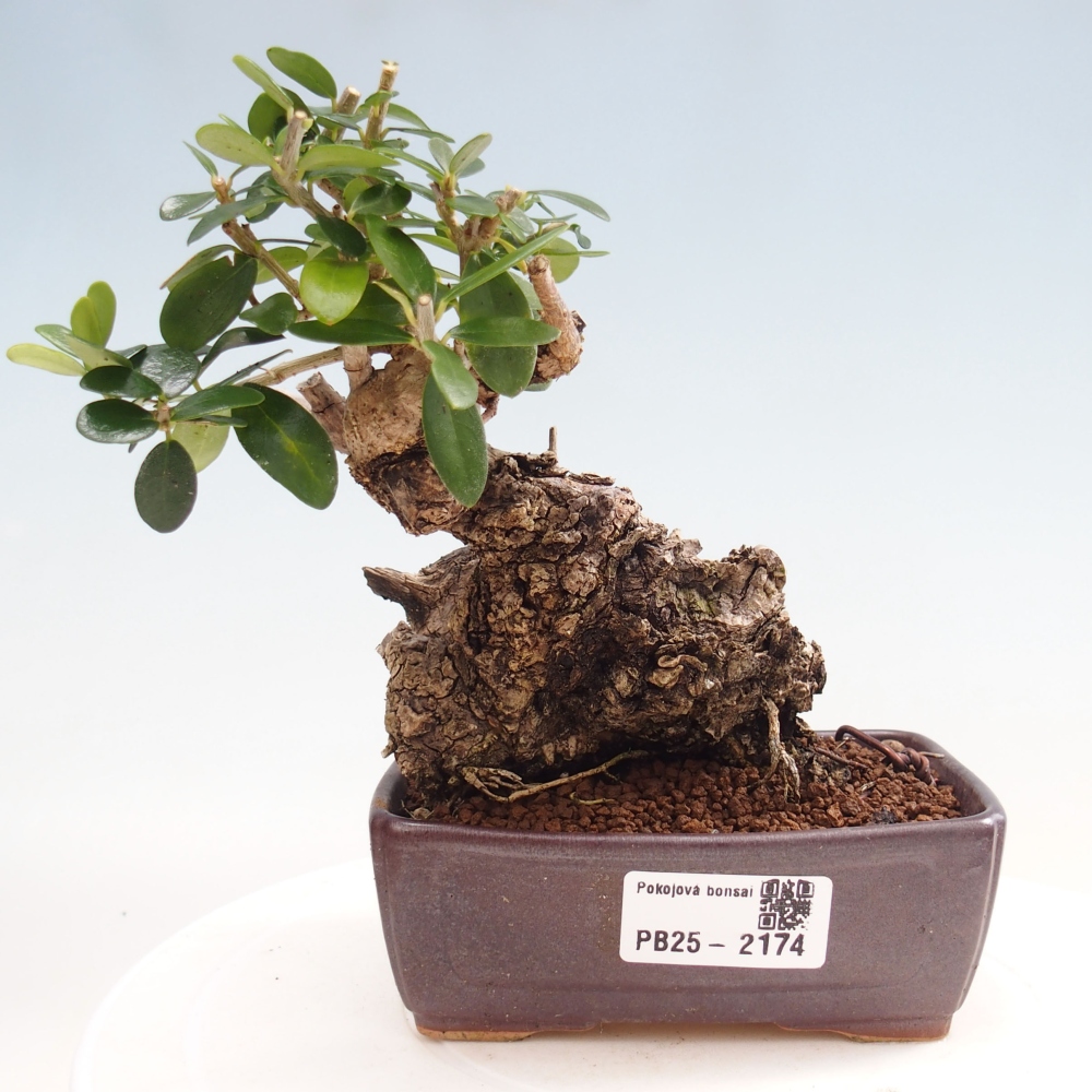 Bonsai voor binnen - Olea europaea sylvestris