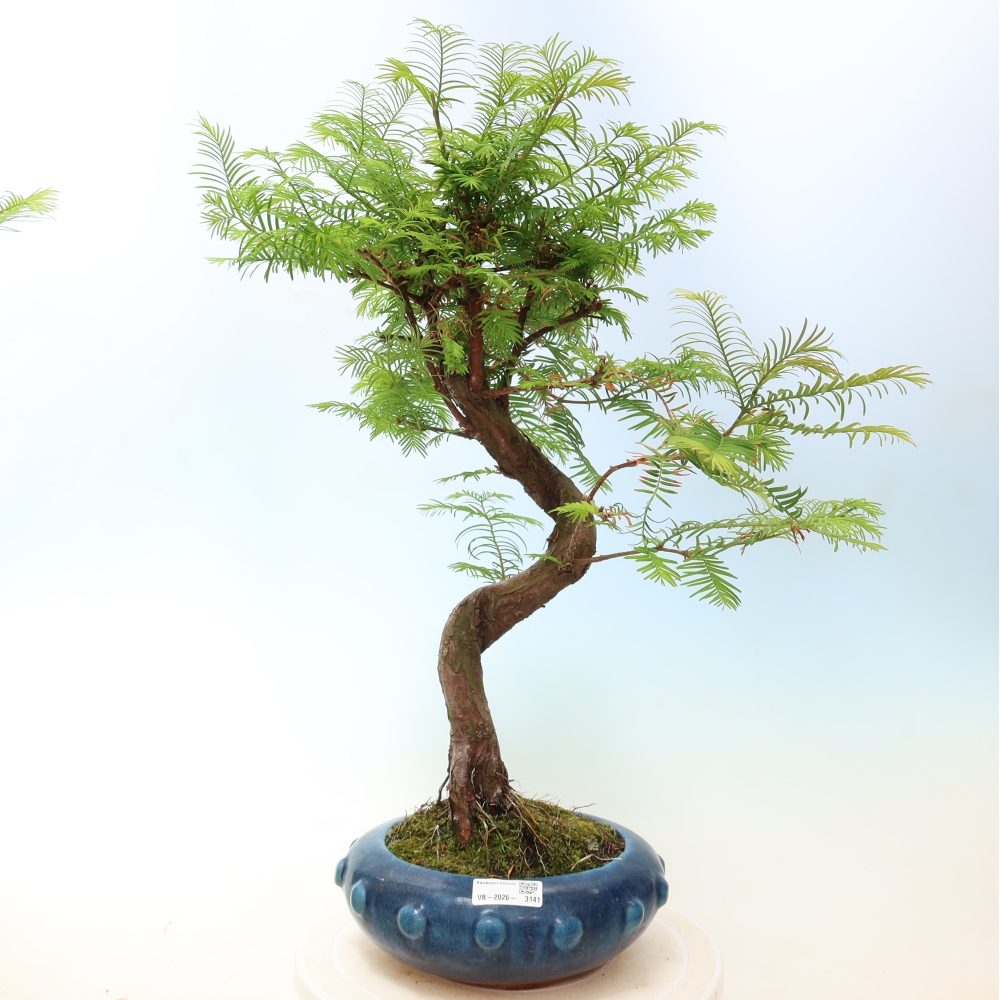 Bonsai voor buiten - Metasequoia glyptostroboides - Chinese Metasequoia