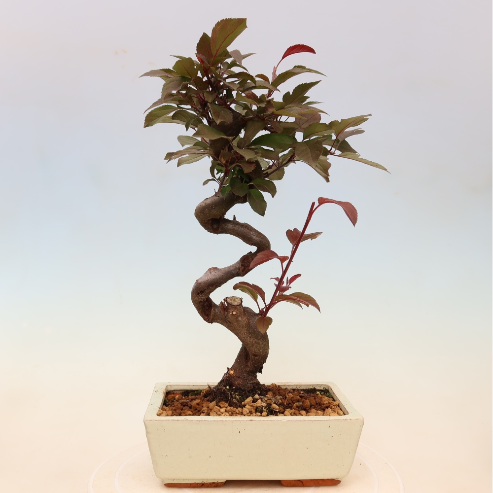 Bonsai voor buiten -Malus domestica - Roodbladige appelboom met kleine vruchten
