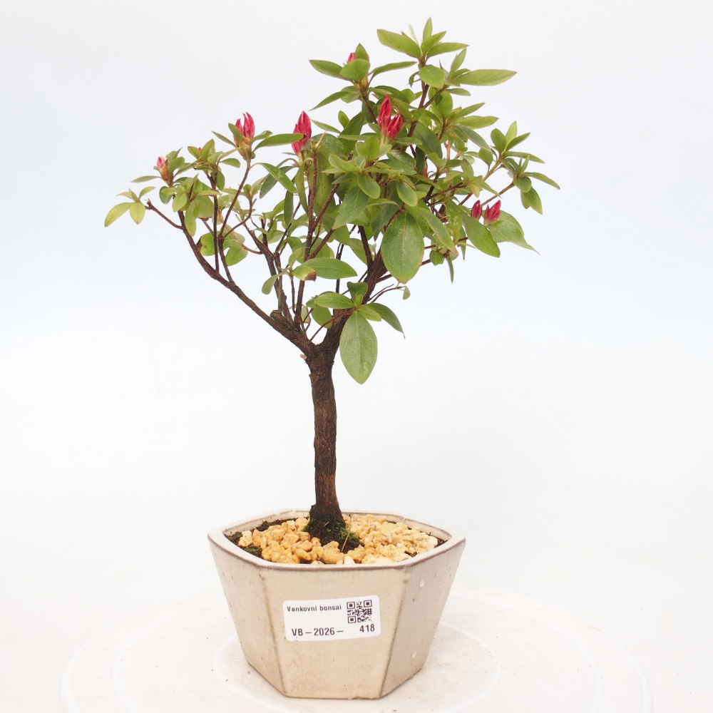 Bonsai voor buiten - Japanse azalea - Azalea sp.