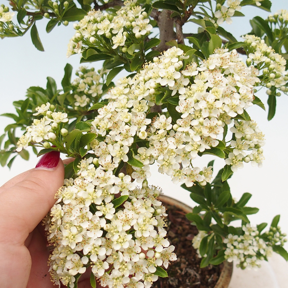 Bonsai-Pyracantha Teton voor buiten -Hlox