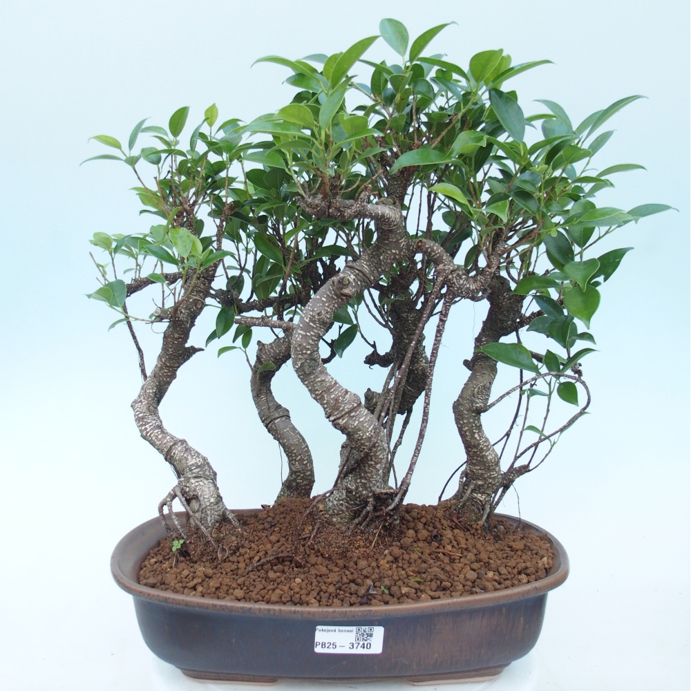 Kamerbonsai - Ficus kimmen - kleinbladige ficus