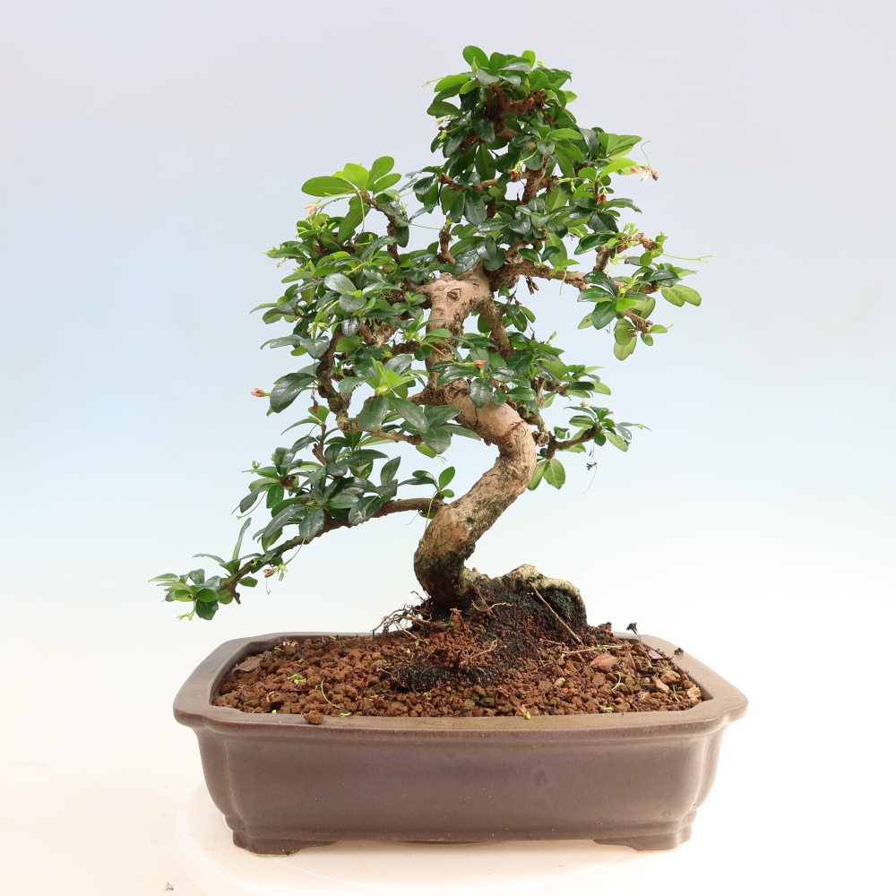 Kamerbonsai - Carmona macrophylla - Thee fuki