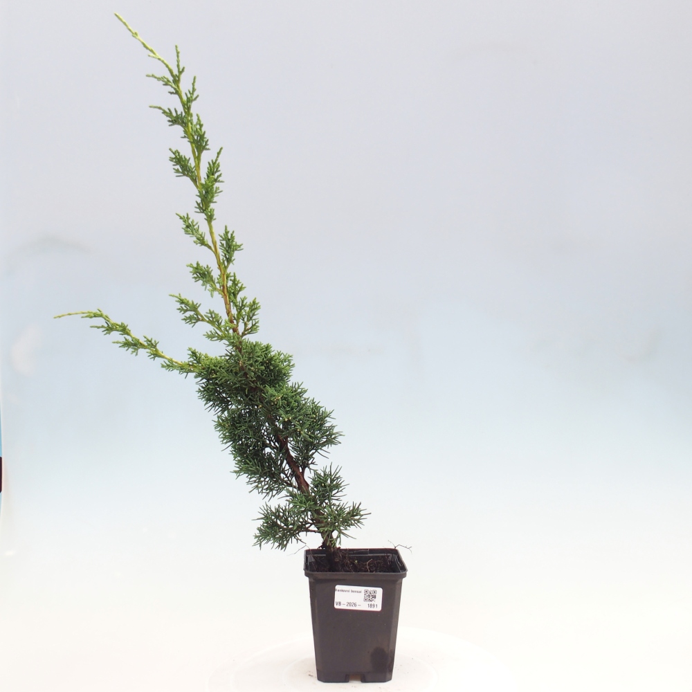 Bonsai voor buiten - Juniperus chinensis Kishu