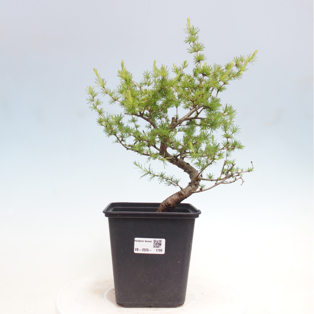 Bonsai voor buiten -Larix decidua - Lariks