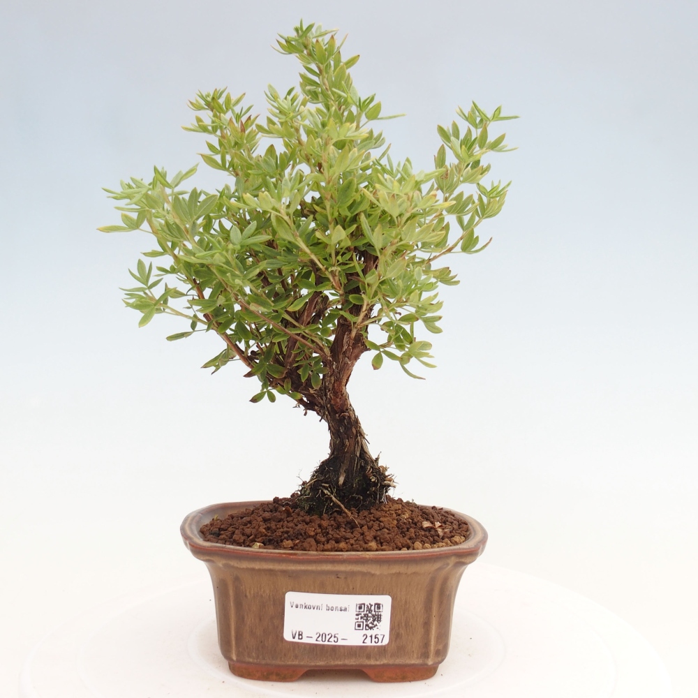 Bonsai voor buiten - Potentila fruticosa gele vogel