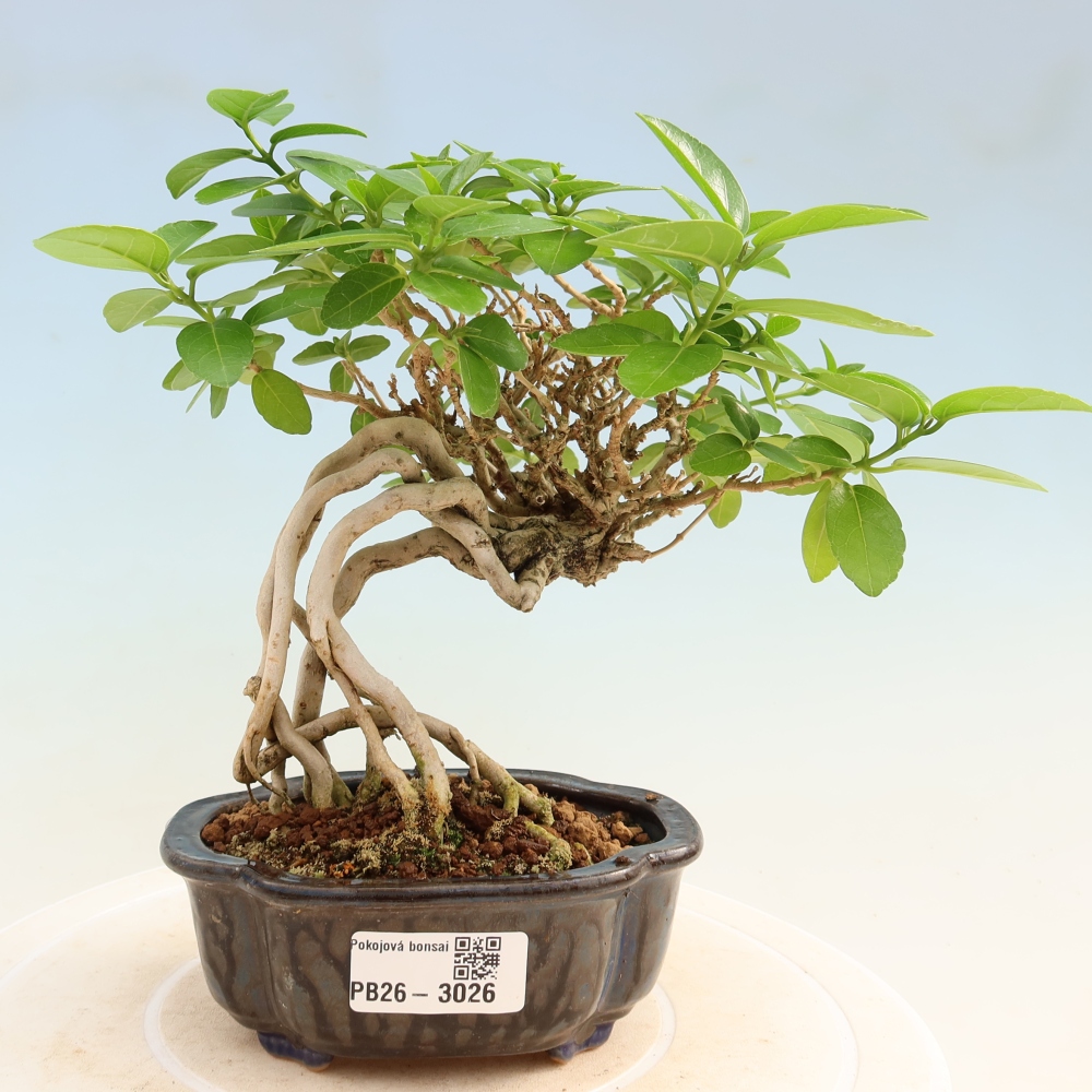 Bonsai voor binnen - Premna serratifolia - Kozlovna malolista