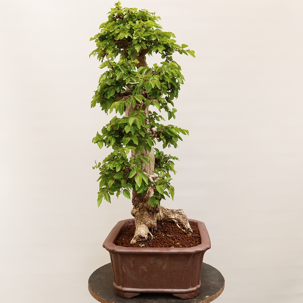 Bonsai voor buiten -Carpinus Coreana - Koreaanse haagbeuk