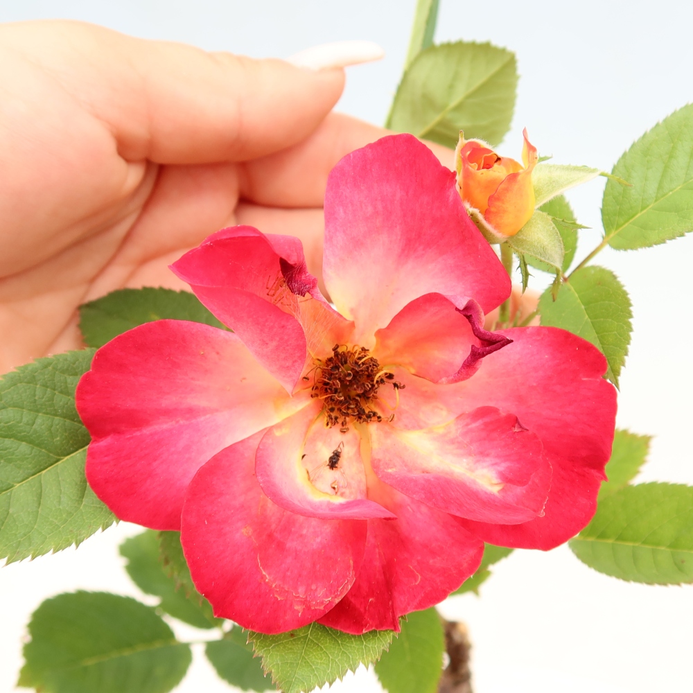 Bonsai voor buiten - Rosa Kordes - roos