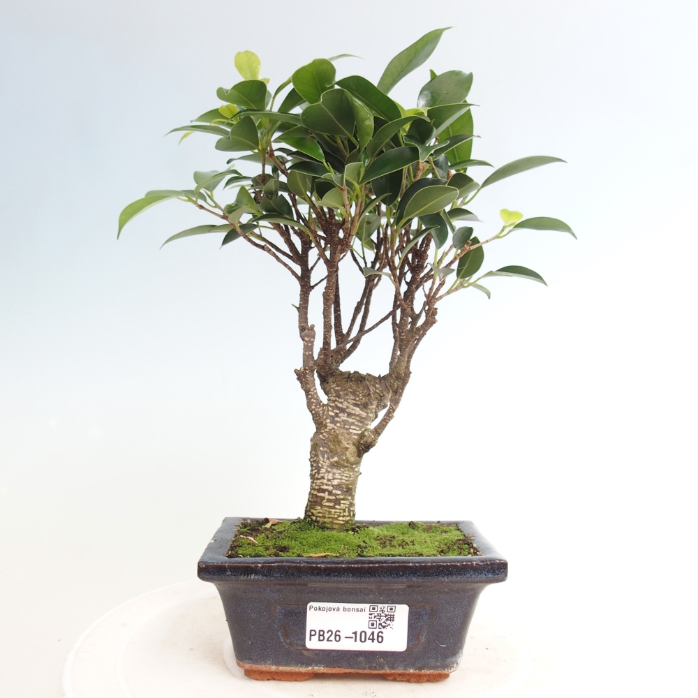 Kamer bonsai Ficus retusa kimmen