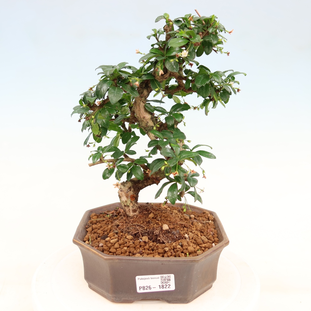Kamerbonsai - Carmona macrophylla - Thee fuki