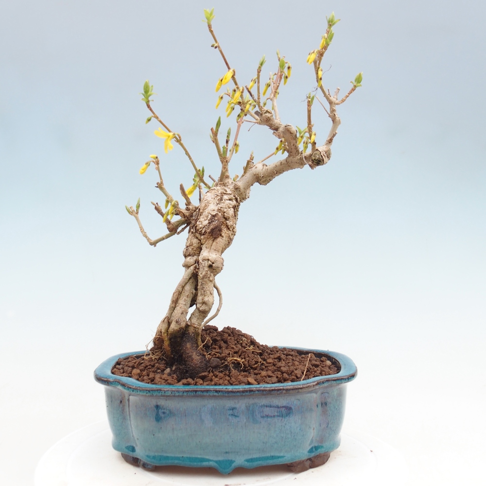 Bonsai voor buiten - Zlatice - Forsythia koreana