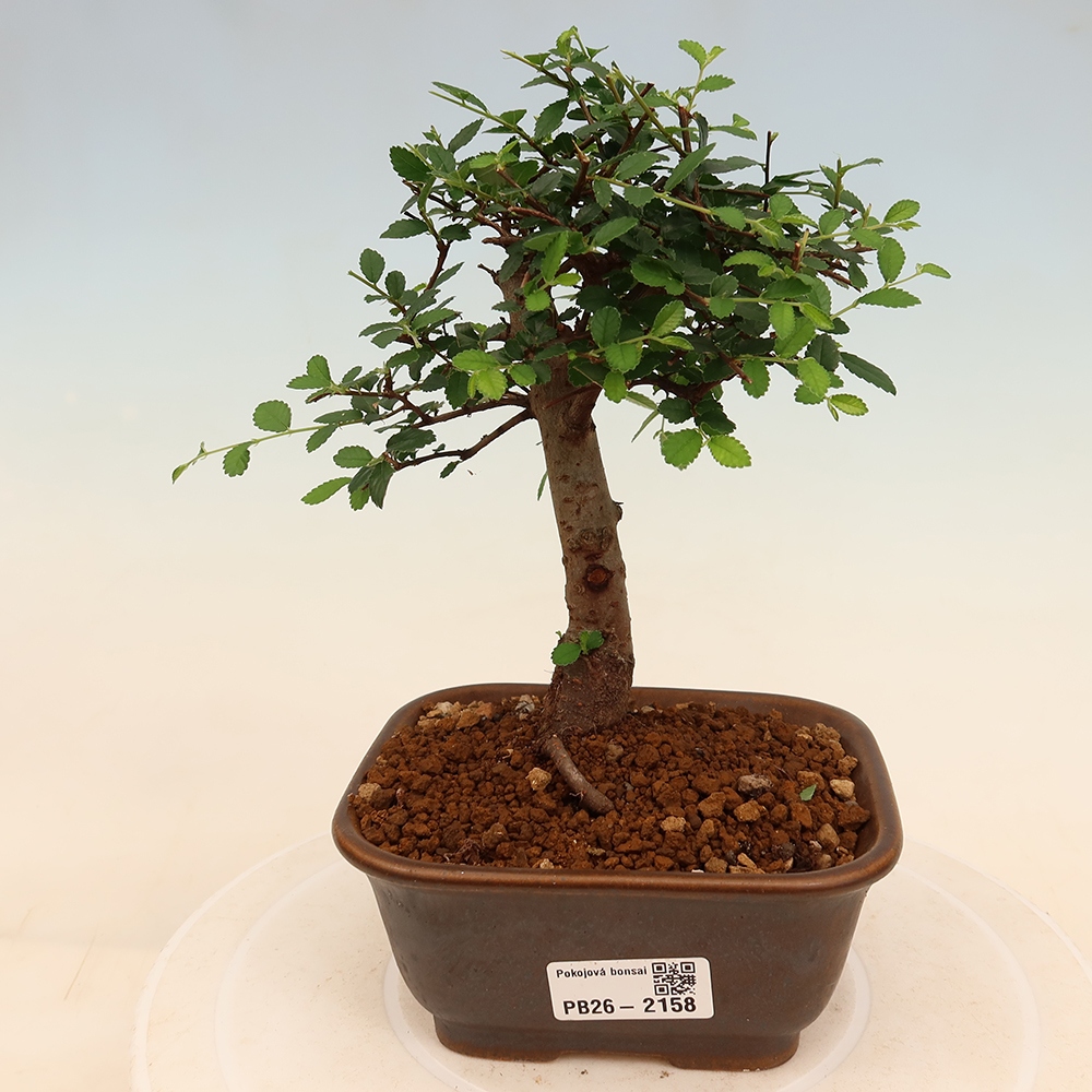 Kamerbonsai - Ulmus parvifolia - Winteriep